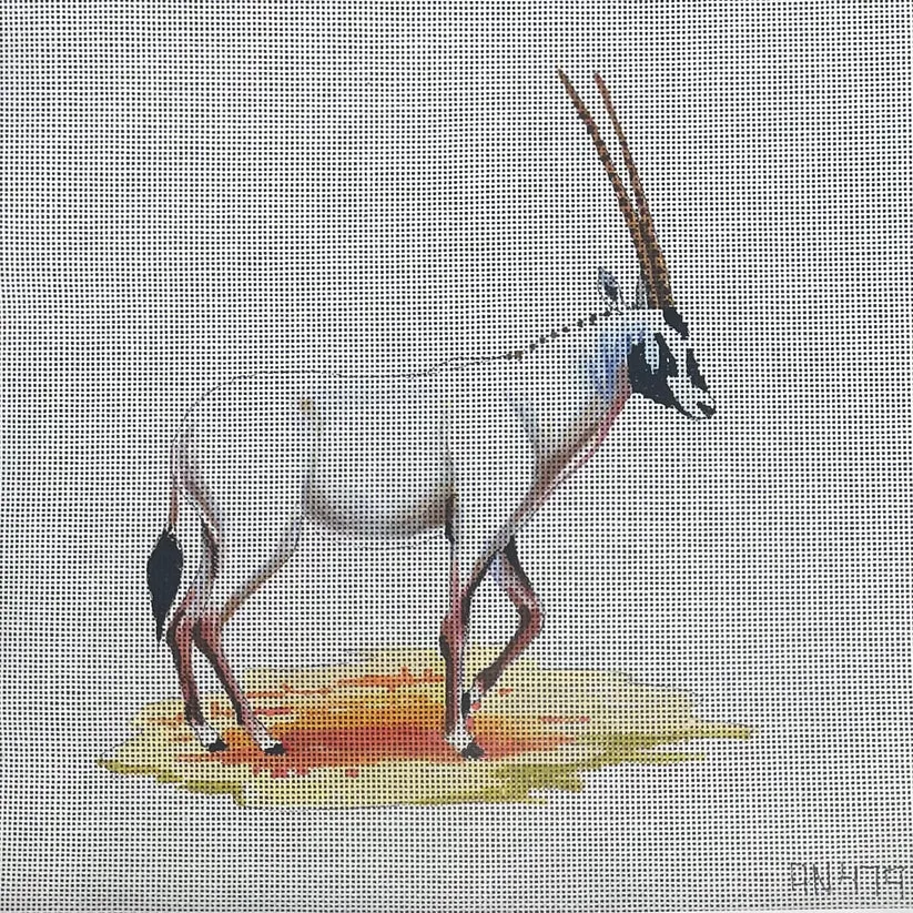 AN479  white oryx