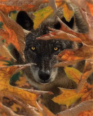 Autumn Black Wolf