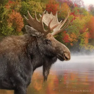 Autumn Moose