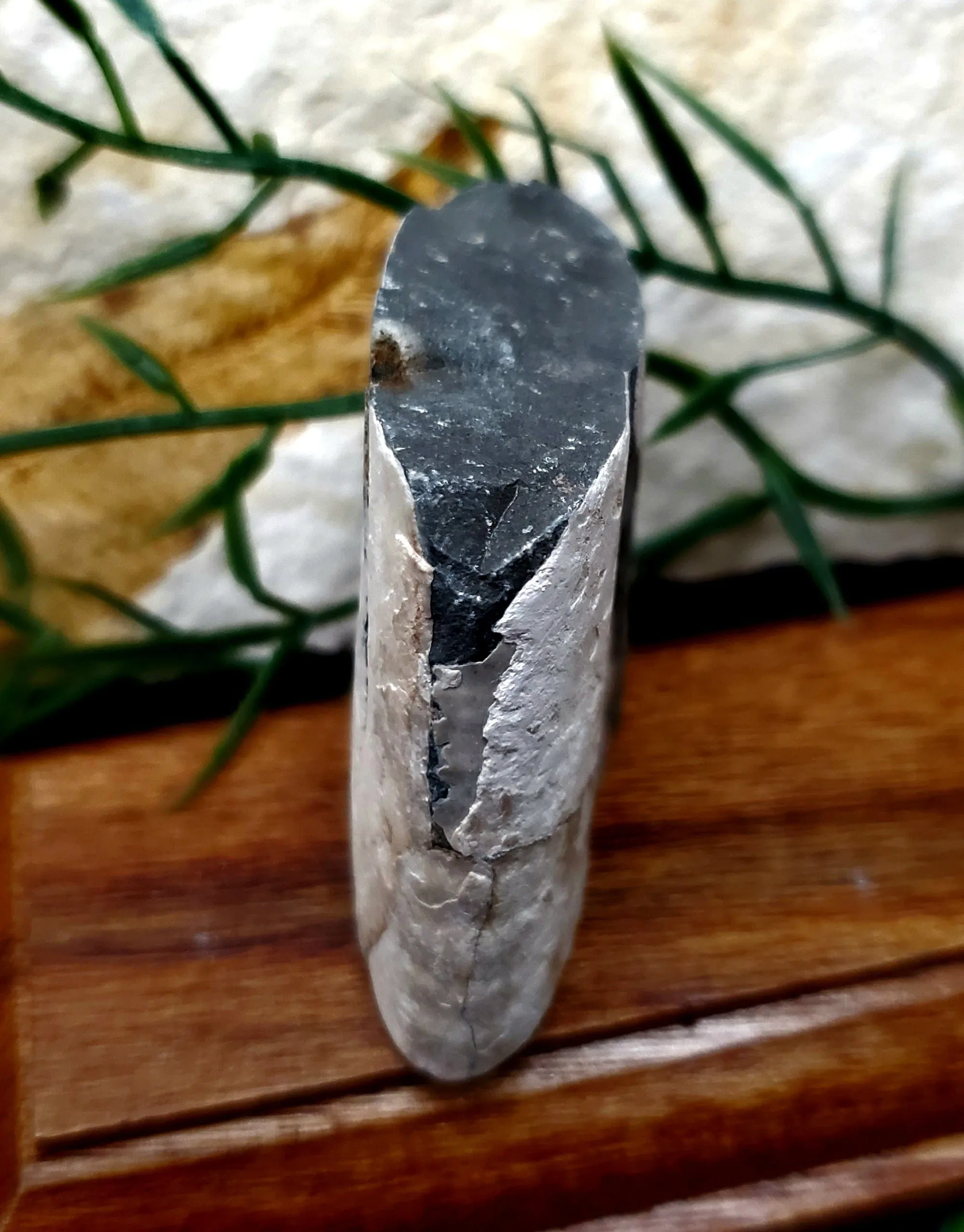 Baculite Fossil