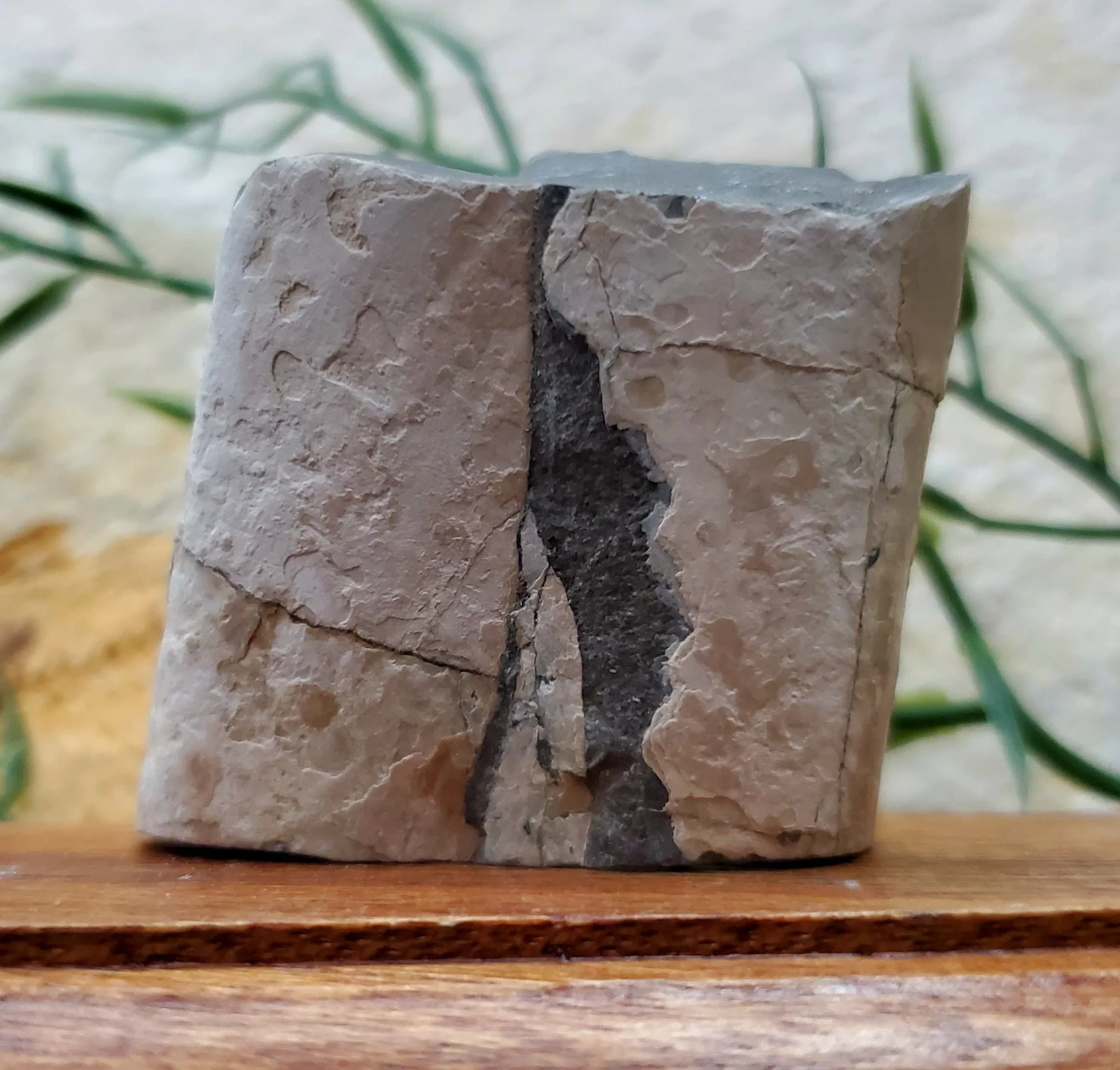 Baculite Fossil