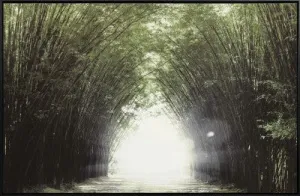 Canvas Forest Bridge & Path 75x115 W/frame
