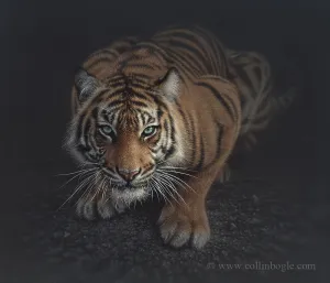 Crouching Tiger