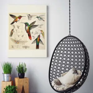 Drawings Hummingbirds 08 Da Vinci Style Vintage Framed Canvas Prints Wall Art Hanging Home Decor