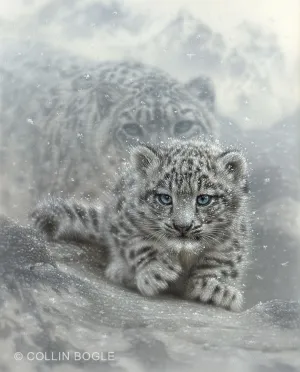 First Steps - Snow Leopard Cub