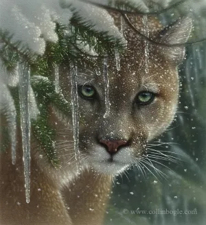 Frozen - Cougar