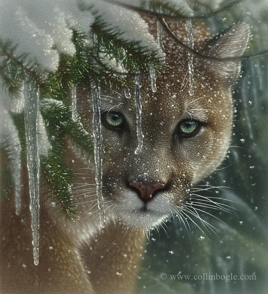 Frozen - Cougar