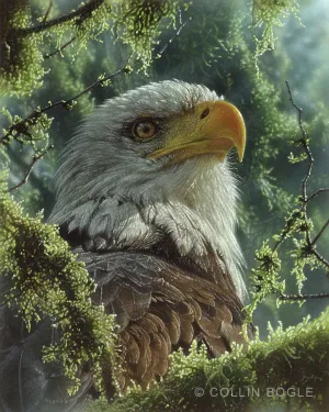 High and Mighty - Bald Eagle