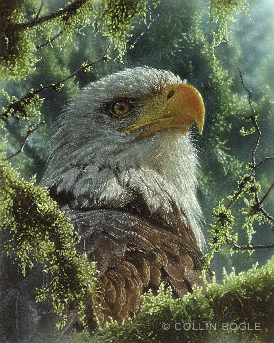 High and Mighty - Bald Eagle