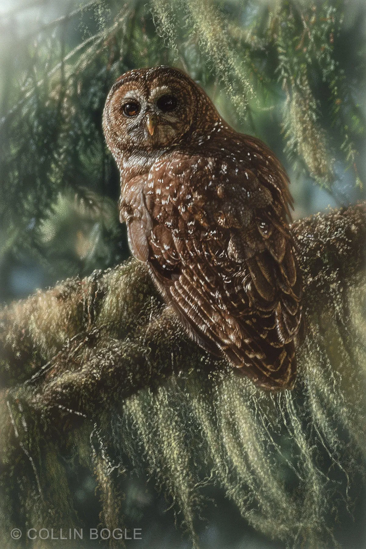 Silent Guardian - Spotted Owl