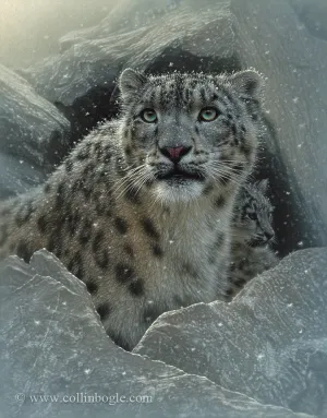 The Fortress - Snow Leopard
