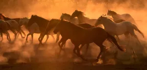 Thunder