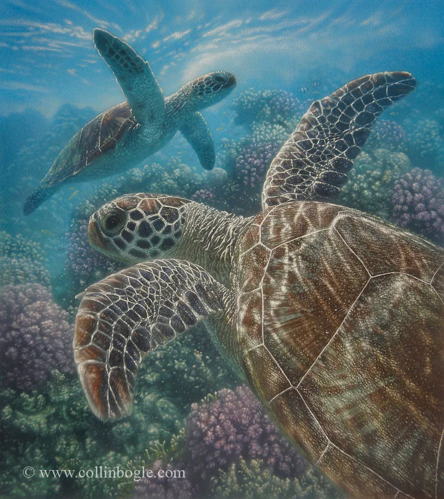 Turtle Bay