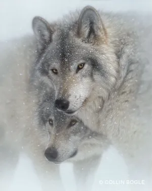 Wild Devotion - Gray Wolves