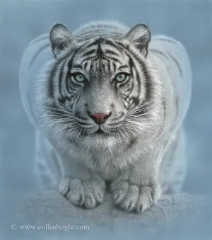 Wild Intentions - White Tiger