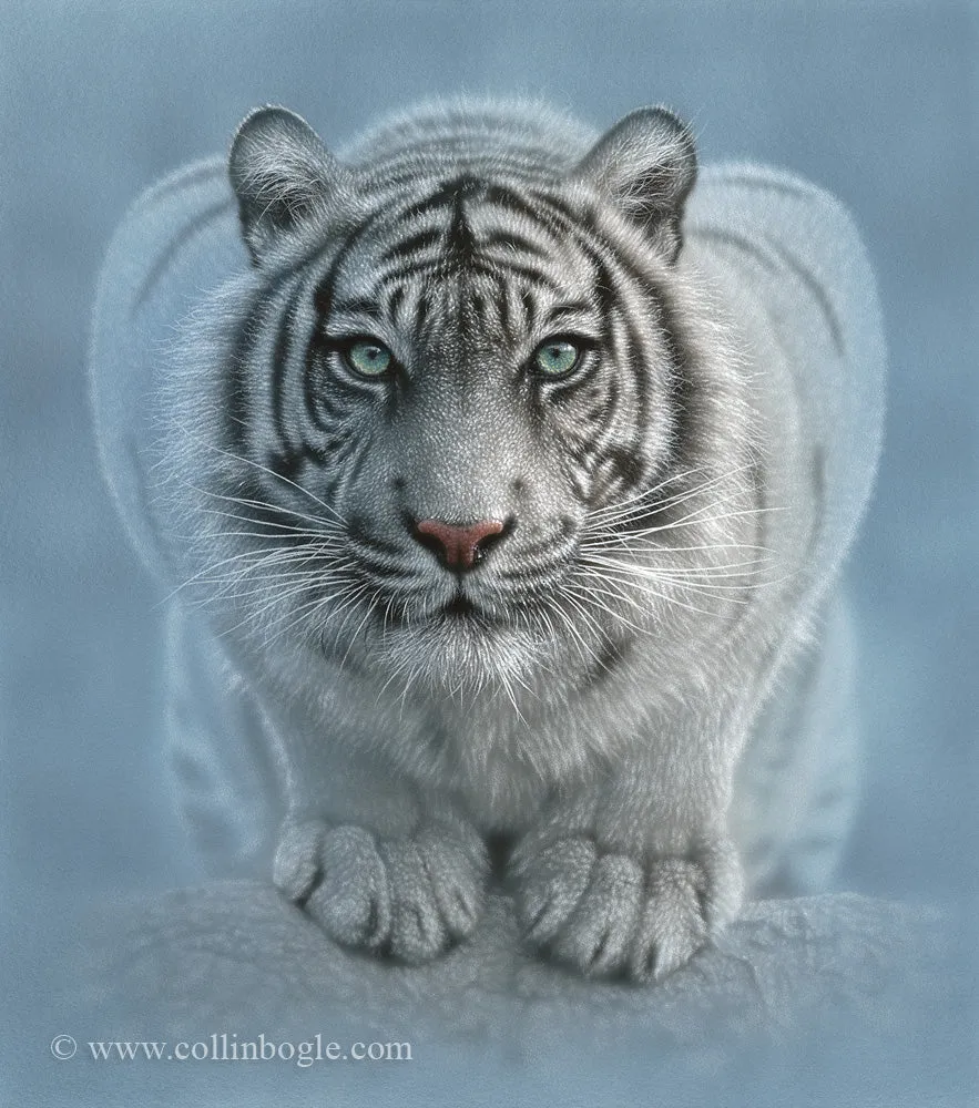Wild Intentions - White Tiger